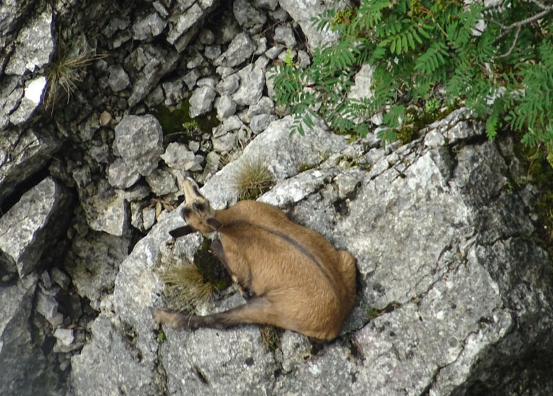 Rupicapra rupicapra.....dal Trentino Alto Adige